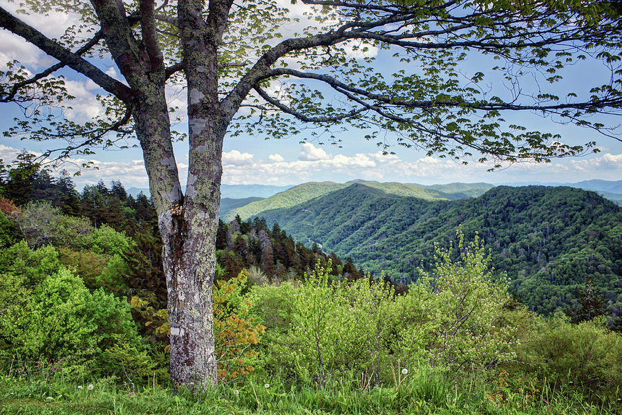 Great Smoky Mountains - Landscape - Tree Photograph by Nikolyn McDonald