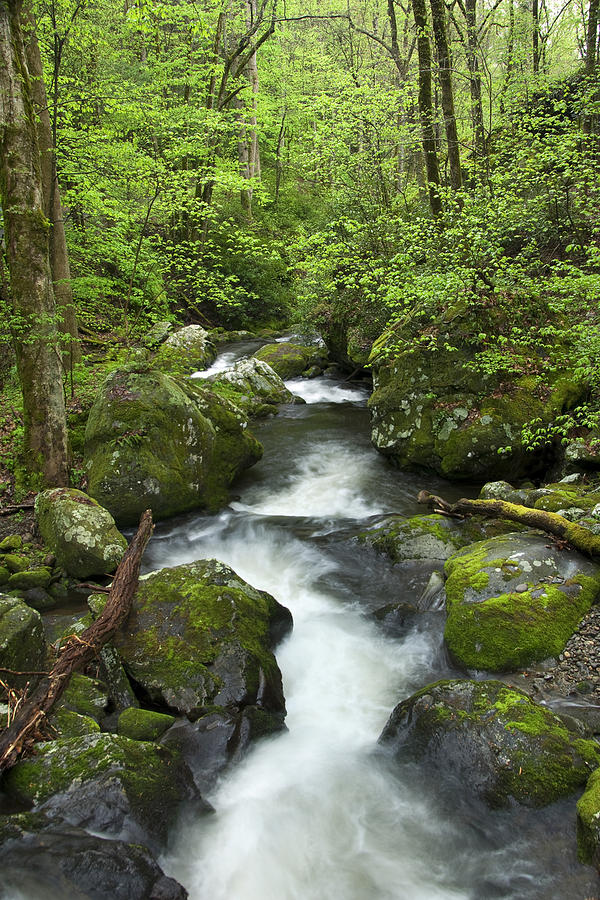 Great Smoky Mountains - Moss Creek Photograph by Susan Stanton