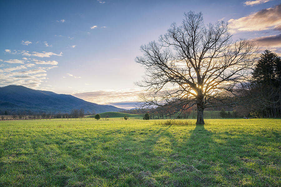 Trees Photograph - Great Smoky Mountains National Park - Springtime by Jason Penland Trees Photograph - Great Smoky Mountains National Park - Springtime by Jason Penland