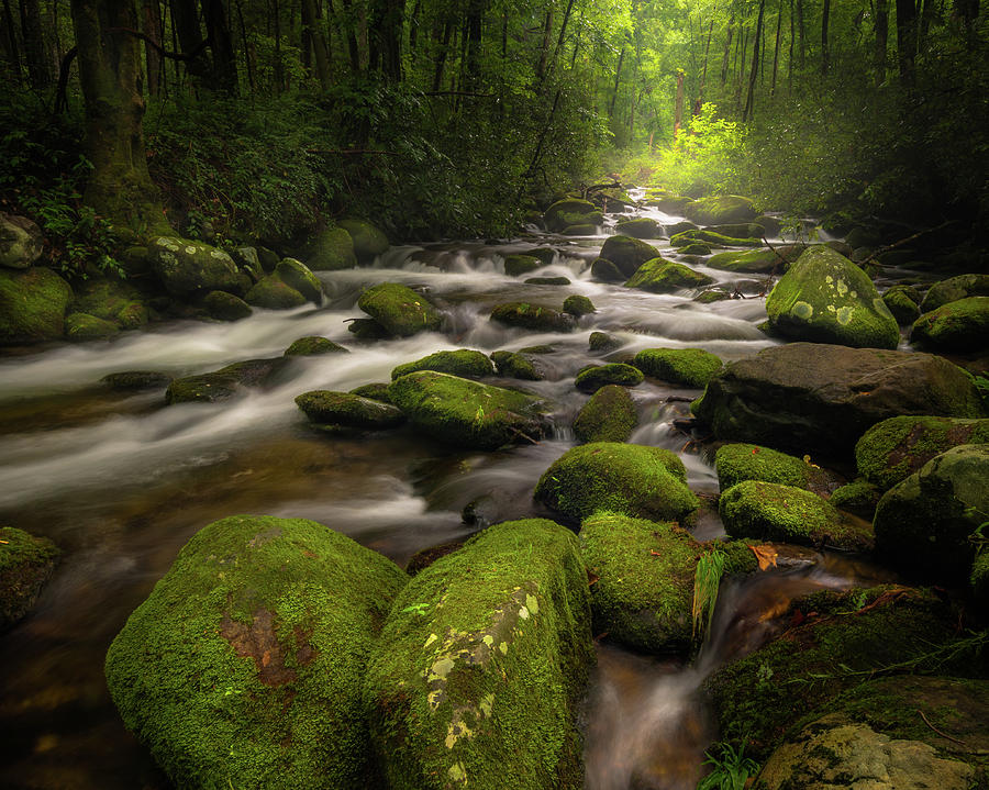 Mossy Photograph - Great Smoky Mountains Roaring Fork by Mike Koenig