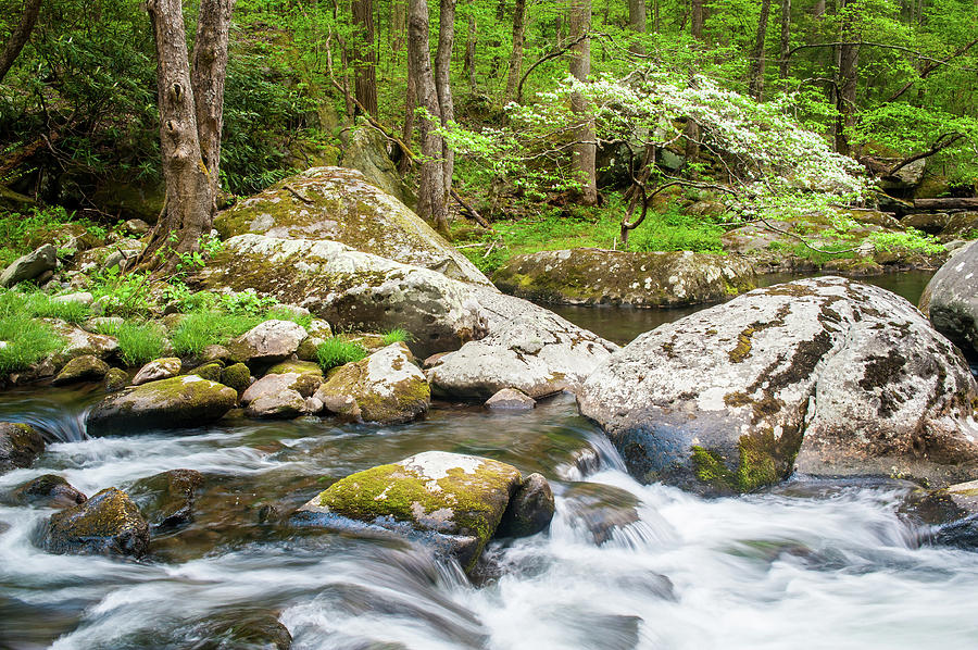 Great Smoky Mountains TN Tremont River Dogwood Photograph by Robert Stephens