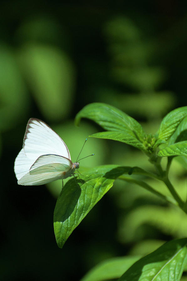Great Southern White Butterfly 5245 Photograph by Ginger Stein