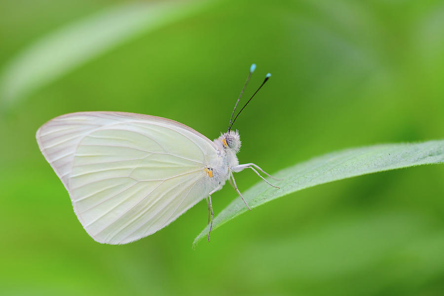 Great Southern White Butterfly Photograph by Artful Imagery