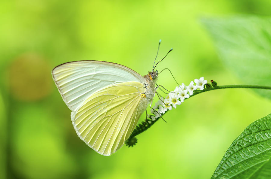 Great Southern White Butterfly Drinking Nectar Photograph by Artful Imagery