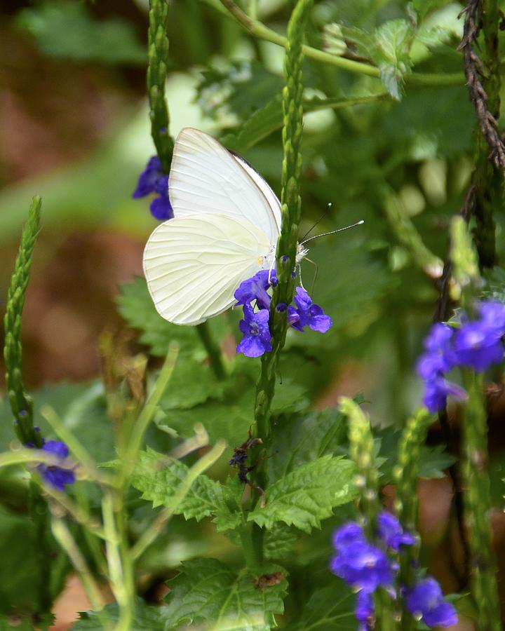 Great Southern White on Blue Porterweed Photograph by Carol Bradley