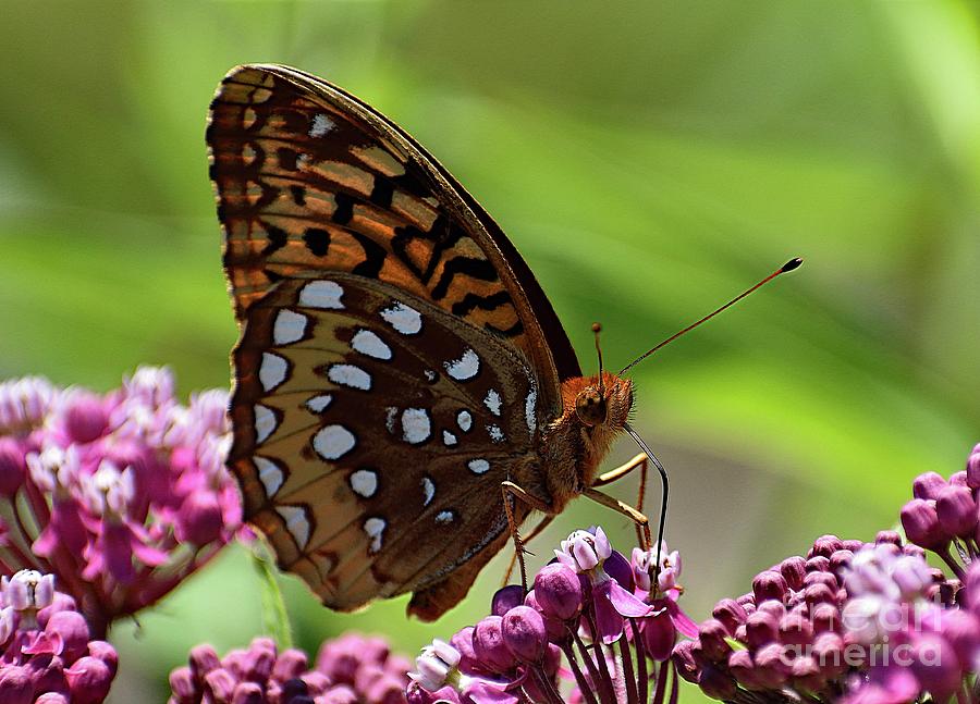 Nature Photograph - Great Spangled Fritillary On Milkweed by Cindy Treger