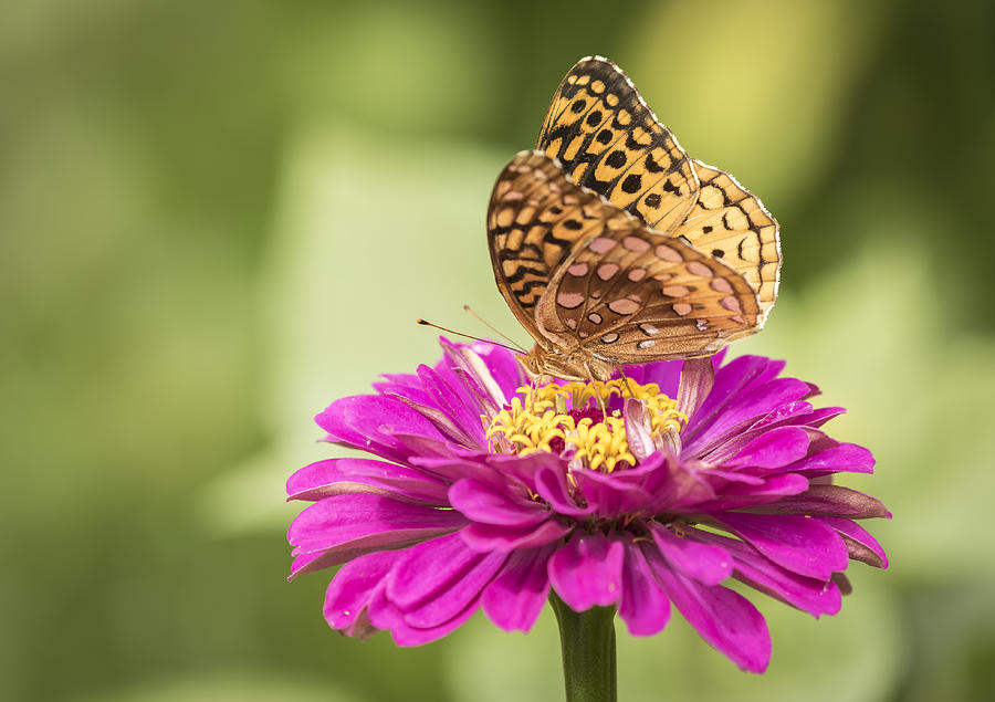 Great Spangled Fritillary 1-2015 Photograph by Thomas Young