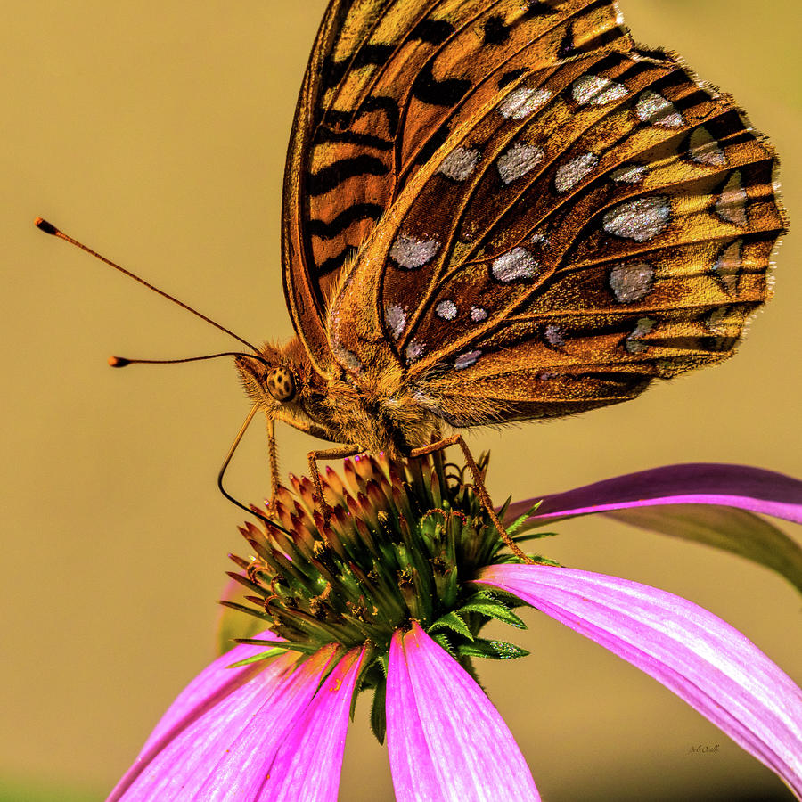 Butterfly Photograph - Great spangled fritillary by Bob Orsillo