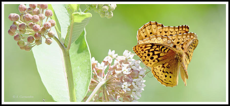Great Spangled Fritillary Butterflies in Mating Position Photograph by A Macarthur Gurmankin