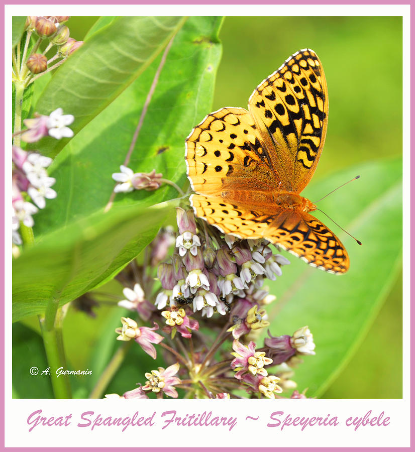 Great Spangled Fritillary Butterfly on Milkweed Photograph by A Macarthur Gurmankin