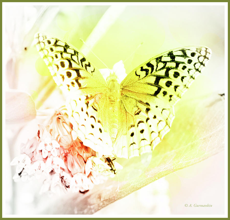 Great Spangled Fritillary Butterfly on Milkweed, Digital Art Digital Art by A Macarthur Gurmankin