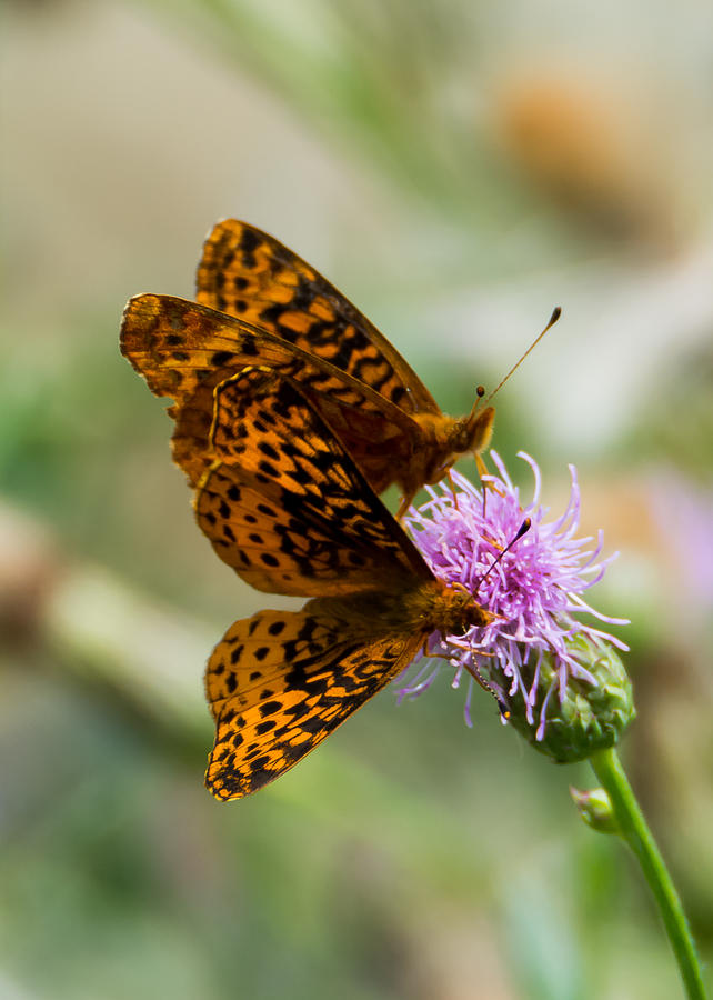 Great Spangled Fritillary Couple Photograph by Holden The Moment