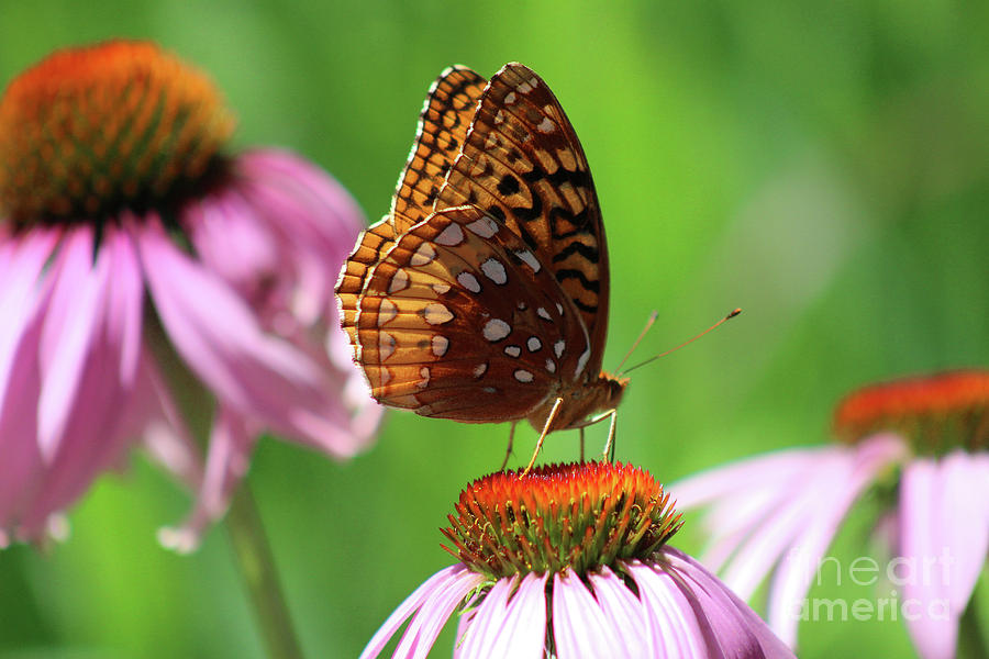 Butterfly Photograph - Great Spangled Fritillary in July by Karen Adams