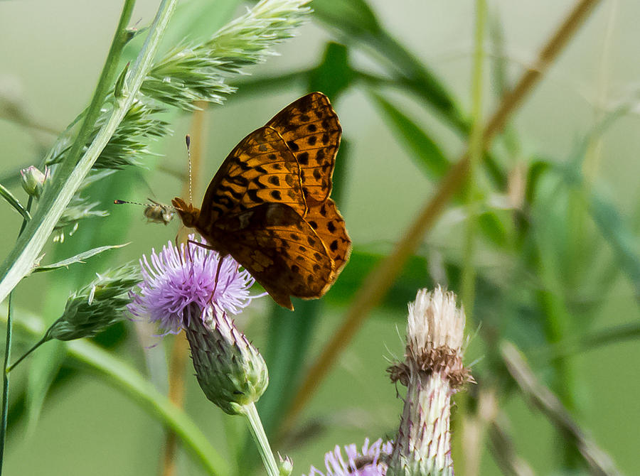 Great Spangled Fritillary Photograph by Holden The Moment
