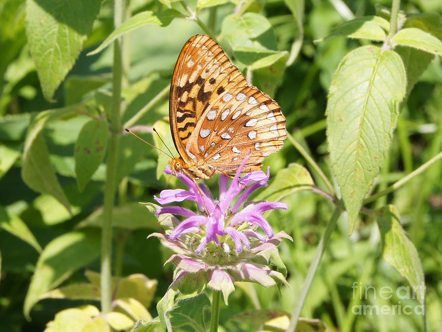 Great Spangled Fritillary on Bee Balm Flower Photograph by Robert E Alter Reflections of Infinity