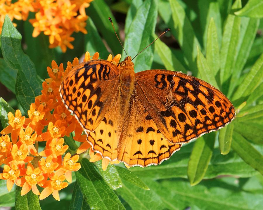 Great Spangled Fritillary on Butterfly Weed Photograph by David Rowe ...