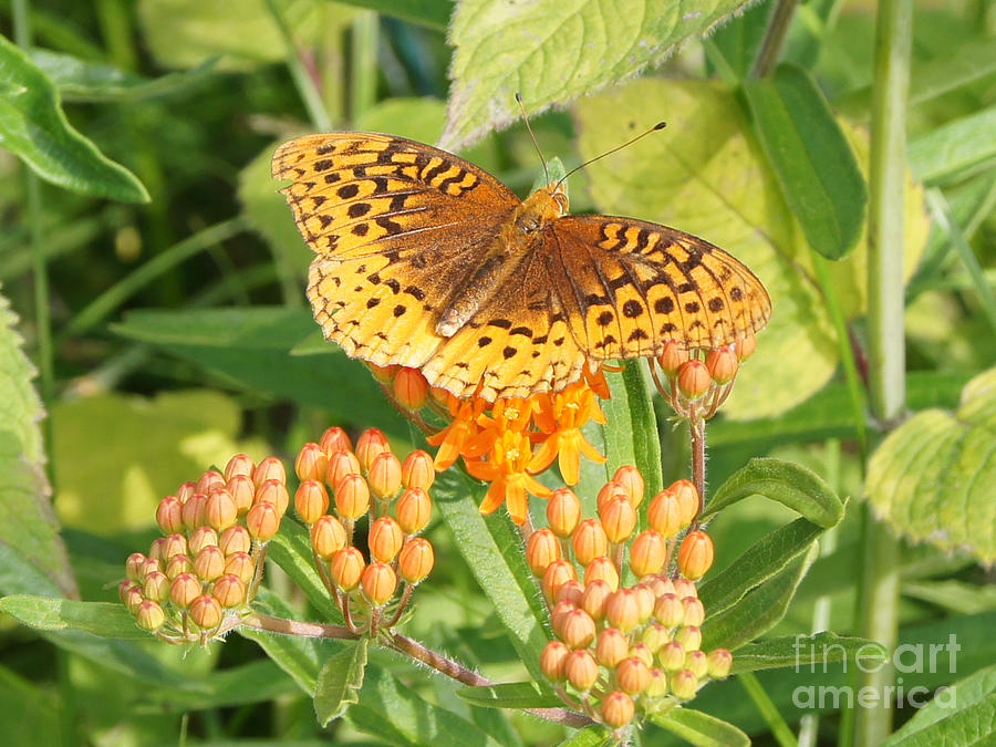 Great Spangled Fritillary on Butterfly Weed Photograph by Robert E Alter Reflections of Infinity