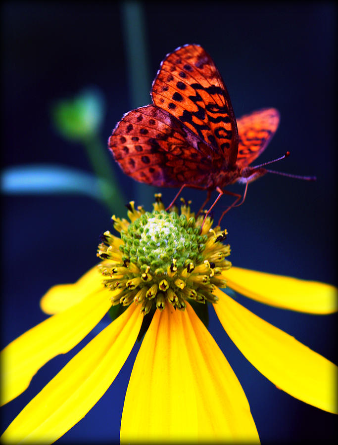 Great Spangled Fritillary on Yellow Coneflower II Photograph by Susie Weaver