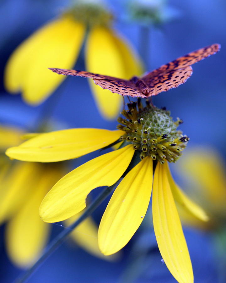 Great Spangled Fritillary on Yellow Coneflower Photograph by Susie Weaver