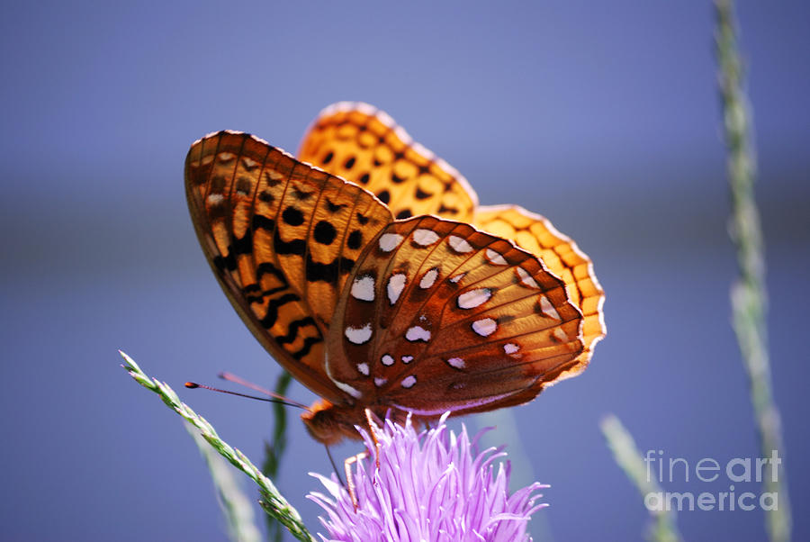 Great Spangled Fritillary Photograph by Randy Bodkins