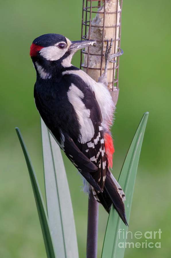 Great Spotted Woodpecker 1  Photograph by Steev Stamford