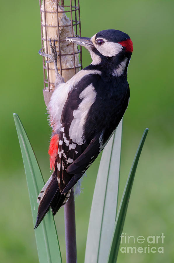 Great Spotted Woodpecker 2 Photograph by Steev Stamford