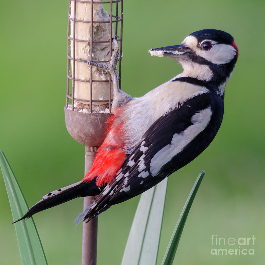 Woodpecker Photograph - Great Spotted Woodpecker 3 by Steev Stamford