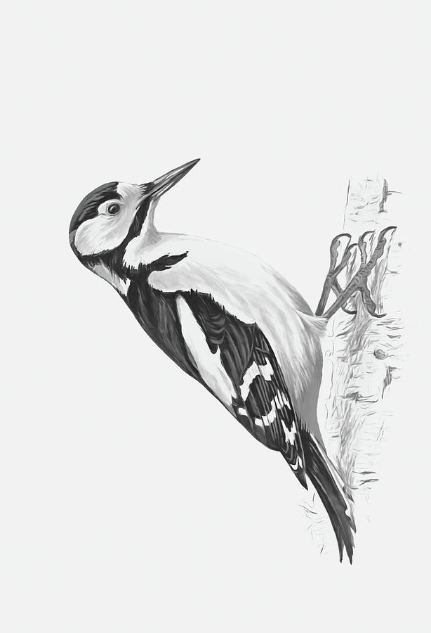 Great Spotted Woodpecker Black and White Digital Art by Roy Pedersen