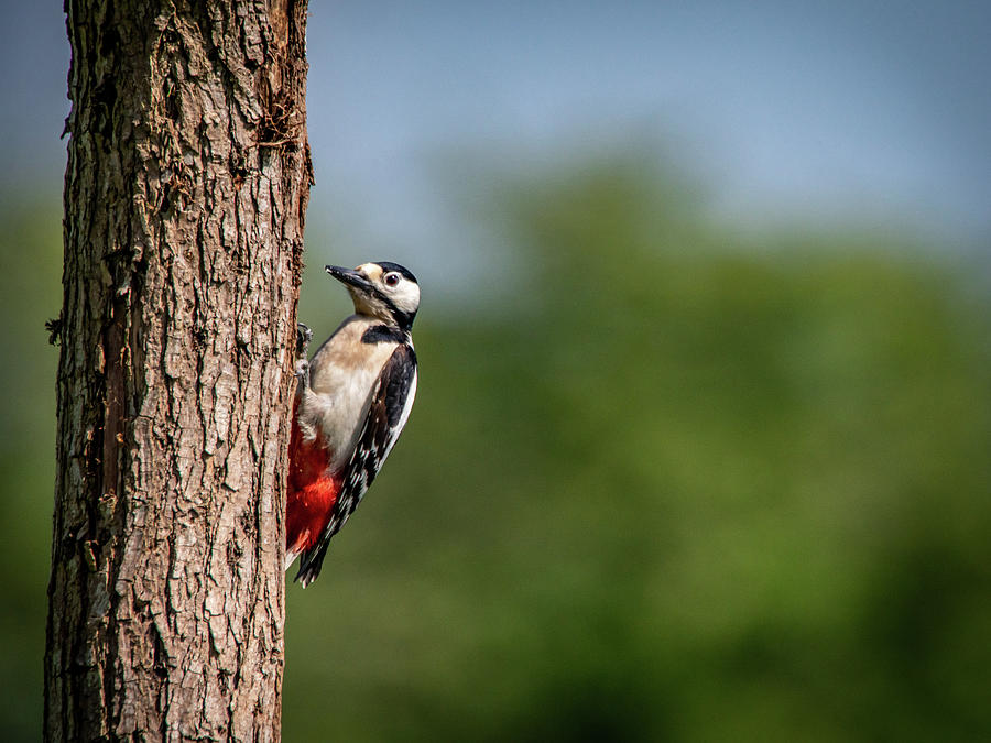 Great Spotted Woodpecker Photograph by Framing Places