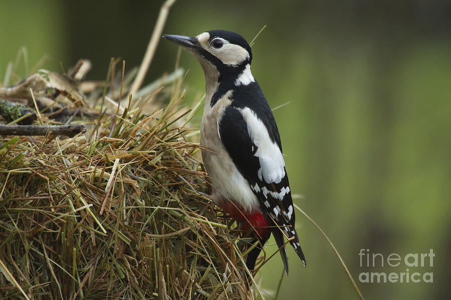 Great Spotted Woodpecker Photograph by Helmut Pieper
