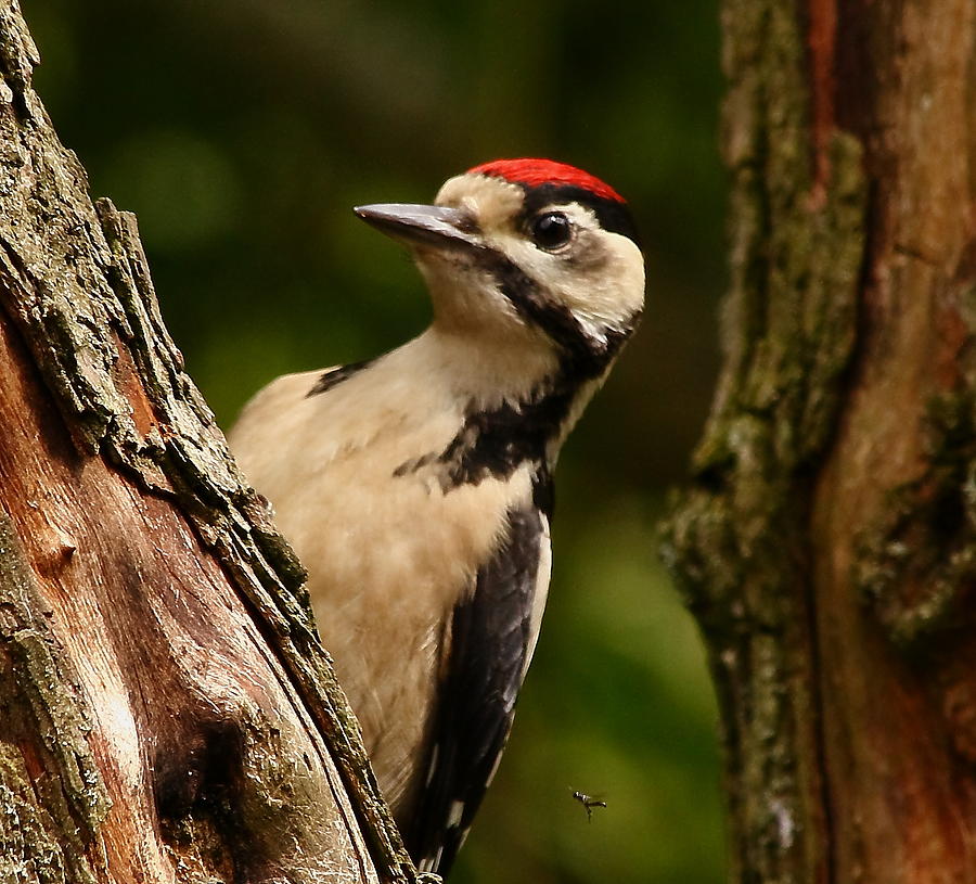 Great Spotted Woodpecker Photograph by Jeff Townsend - Fine Art America