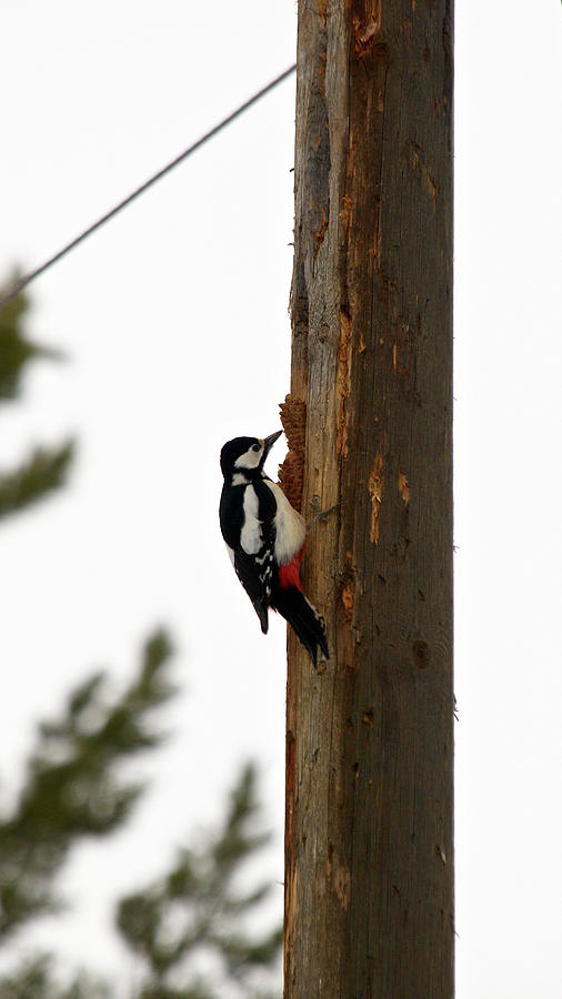 Great Spotted Woodpecker Photograph by Jouko Lehto