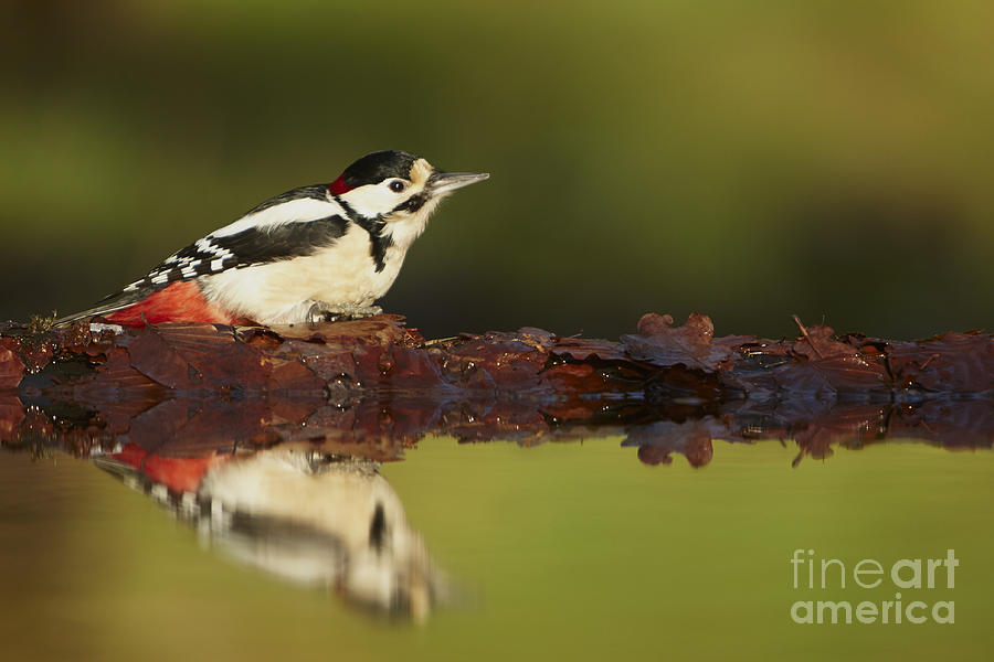 Great Spotted Woodpecker Photograph by Mark Sisson/FLPA
