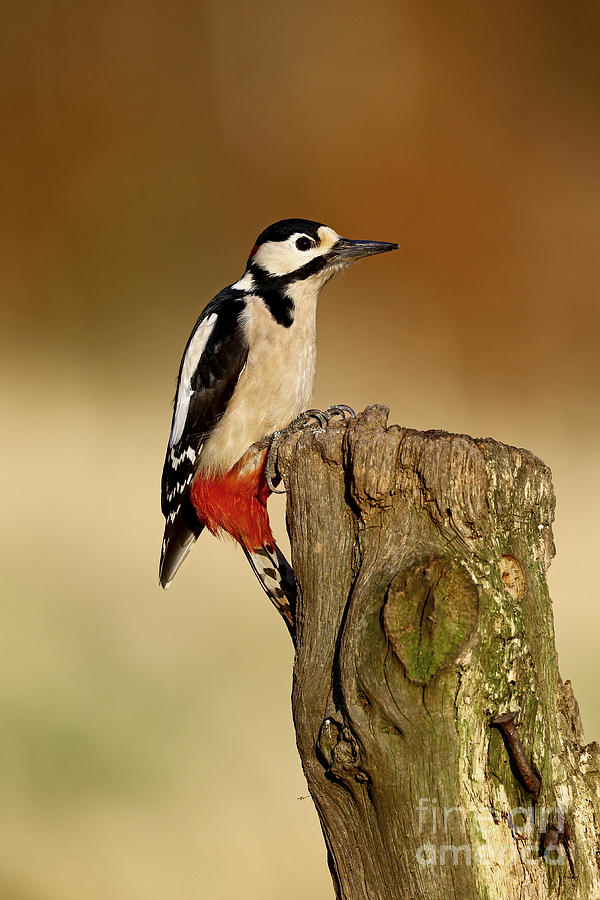 Great Spotted Woodpecker Photograph by Mike Lane/FLPA