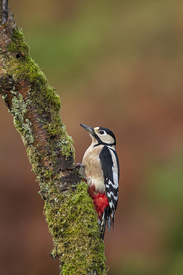 Great spotted Woodpecker on tree Photograph by Jenny Hibbert - Fine Art ...