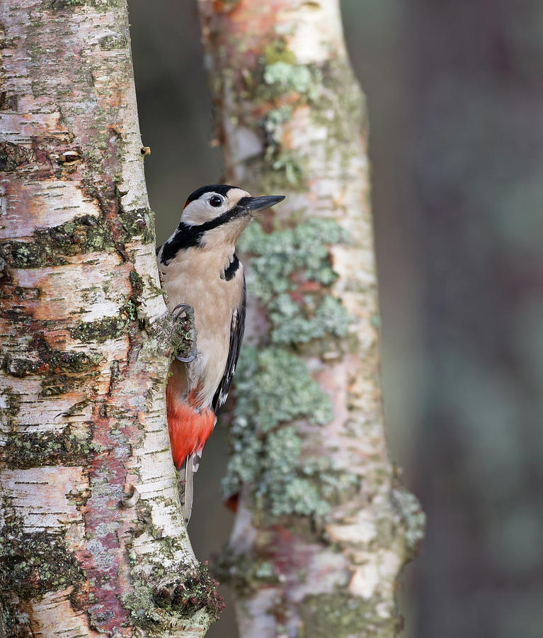 Great Spotted Woodpecker Photograph by Pete Walkden