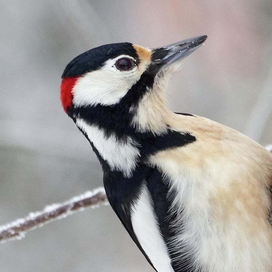 Great spotted woodpecker portrait Photograph by Jouko Lehto