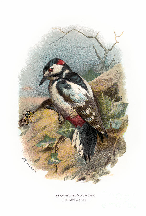 Great Spotted Woodpecker Restored Digital Art by Pablo Avanzini