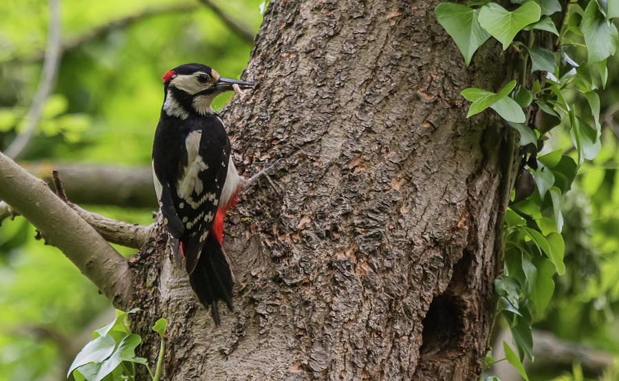 Great Spotted Woodpecker Photograph by Wendy Cooper