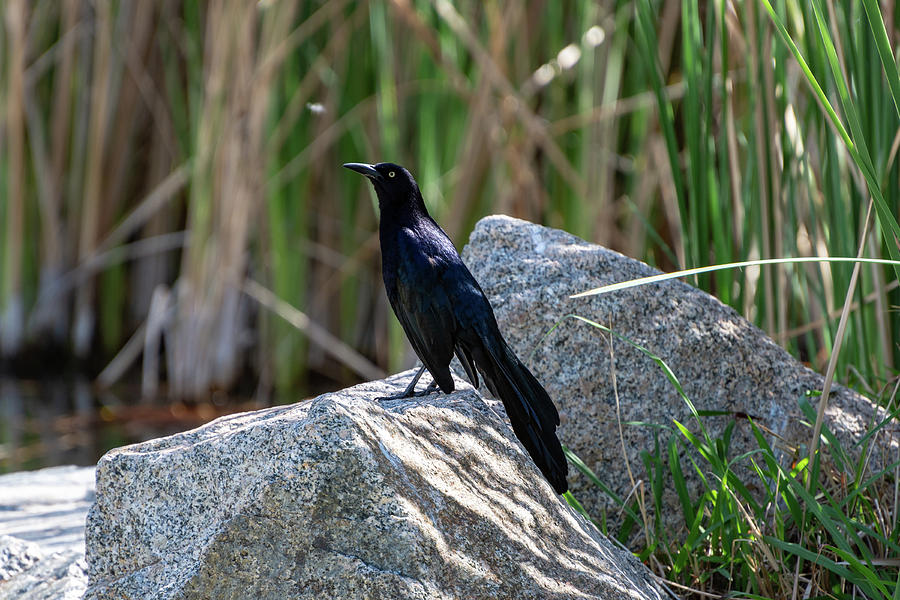Great-tailed Grackle Photograph by Douglas Killourie