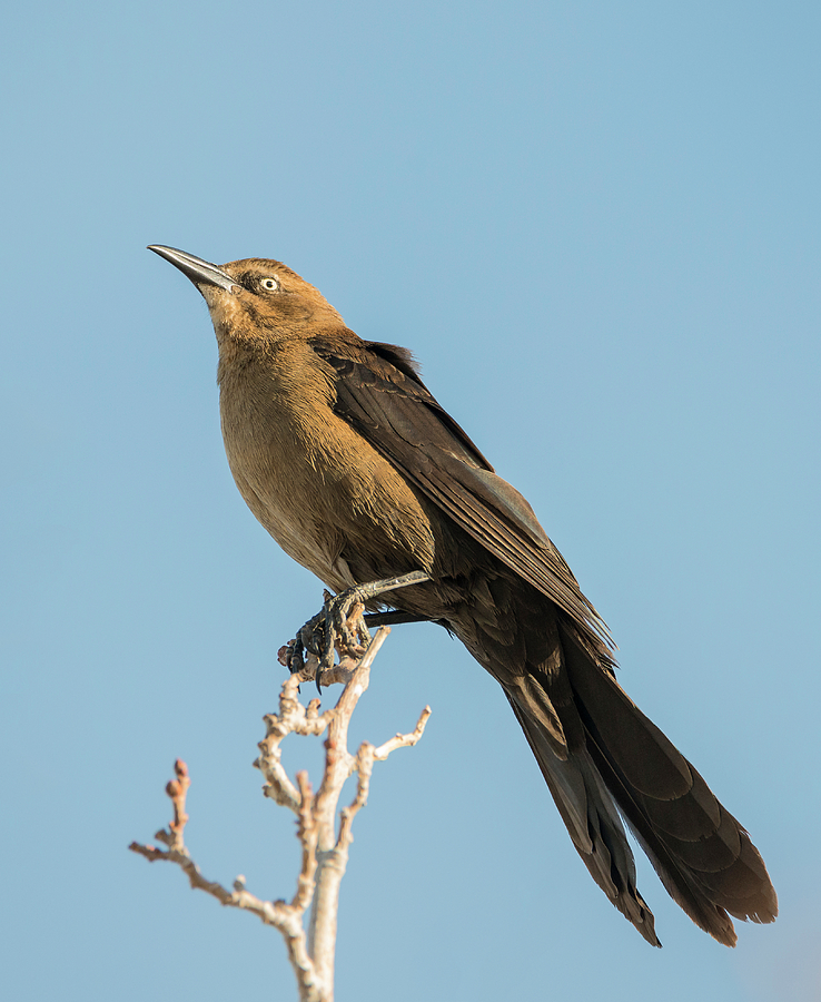Great Tailed Grackle Photograph by Loree Johnson