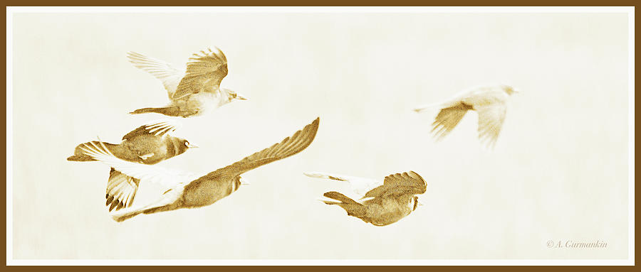 Great-tailed Grackles in Flight Digital Art by A Macarthur Gurmankin