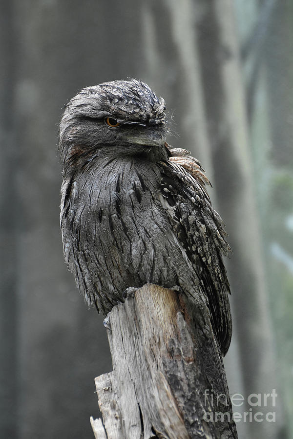 Great Tawny Frogmouth on a Dead Tree Stump Photograph by DejaVu Designs