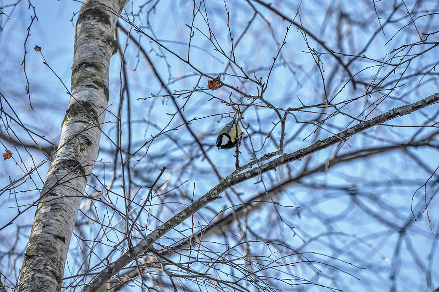 Great Tit 1 #go Photograph by Leif Sohlman
