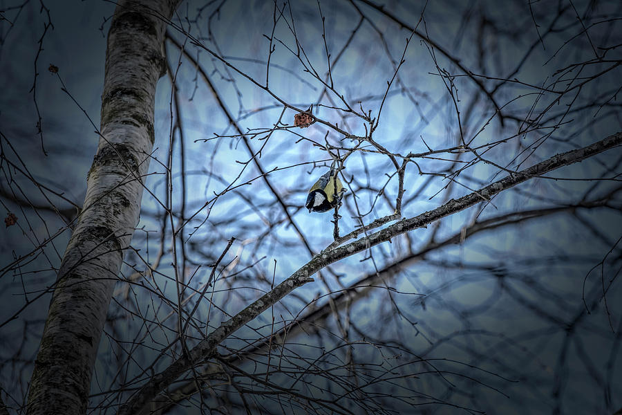 Great Tit 1a #go Photograph by Leif Sohlman