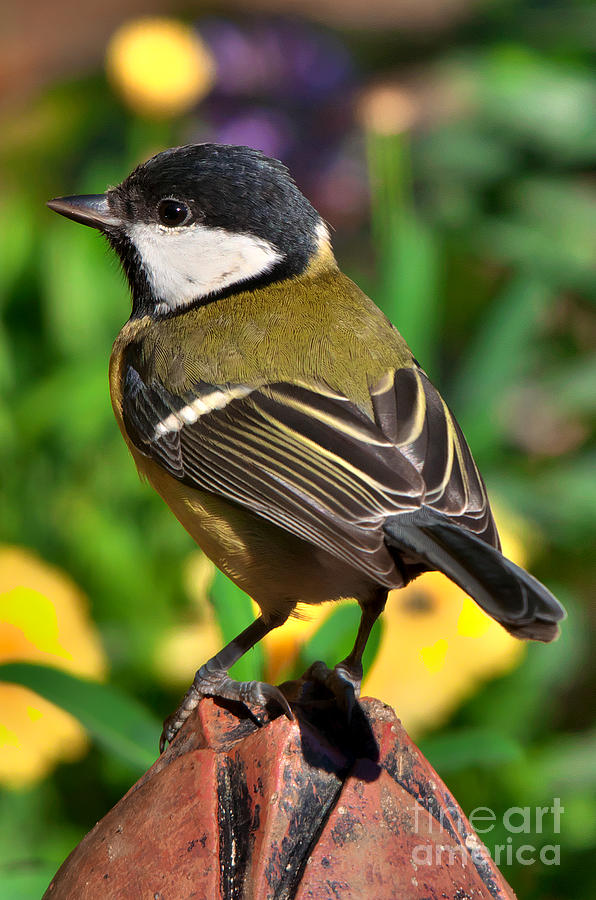Great Tit British Bird parus major Photograph by Martyn Arnold