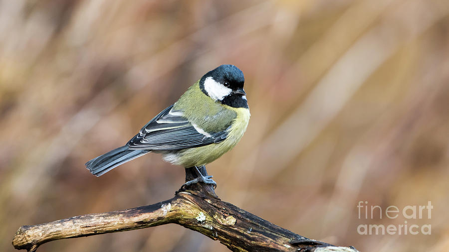 Great Tit in Fall Photograph by Torbjorn Swenelius