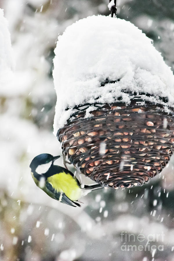Great Tit In The Snow  Photograph by Terri Waters