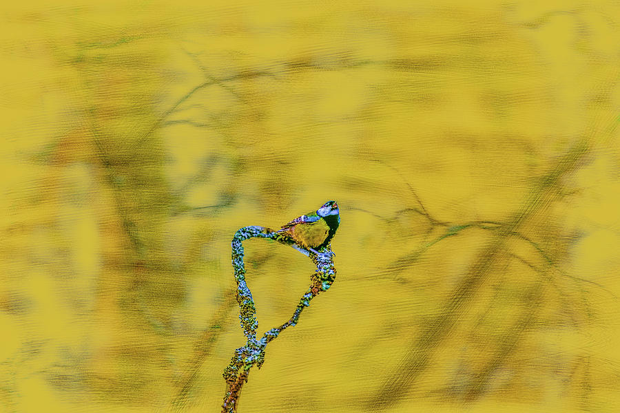 Great Tit May 2016 painterly Photograph by Leif Sohlman