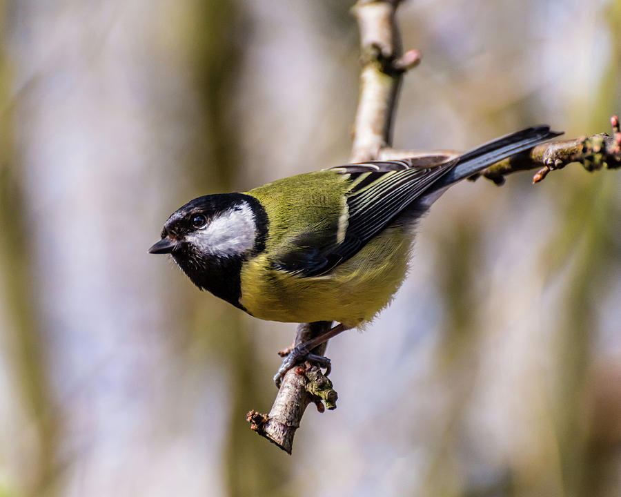 Great Tit Photograph by Nick Bywater